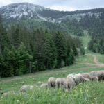 Plaidoyer pour la préservation de la tradition pastorale en France et ses enjeux actuels