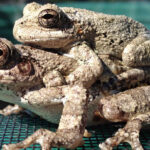 Trop de choix compliquent la reproduction des grenouilles femelles en milieu naturel.