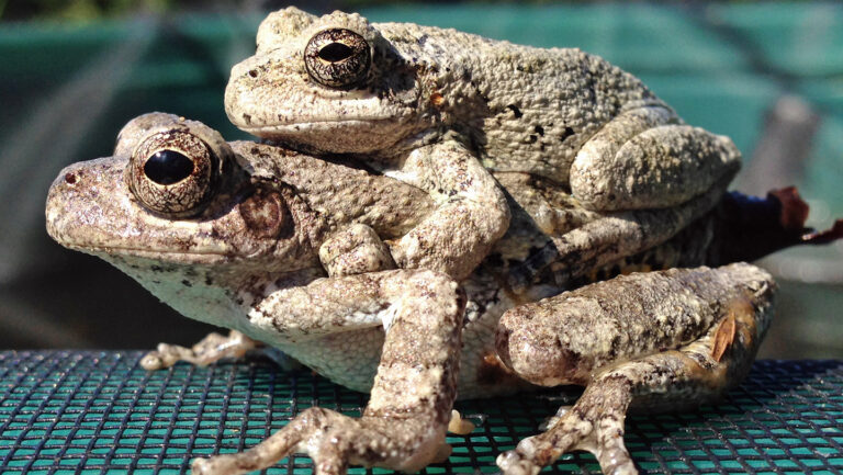 Trop de choix compliquent la reproduction des grenouilles femelles en milieu naturel.
