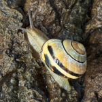 Le mucus d&rsquo;escargot remplit diverses fonctions grâce au calcium dans l&rsquo;agriculture.