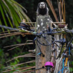 Drought conditions in Brazil linked to resurgence of yellow fever cases