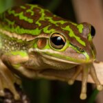 Chauffage des grenouilles malades réduit les niveaux de spermatozoïdes, selon des chercheurs.