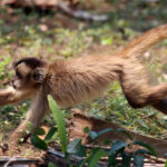 Des singes chassent de petits animaux en période de pénurie de fruits.
