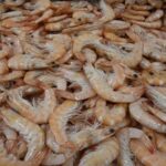 Rappel Consommateur – Détail CREVETTE CUITE REFRIGEREE 20/30 P. NOTIALIS SAUVAGE OP 2KG aucune