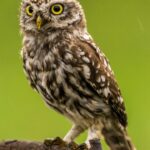 Dix hiboux petits-ducs relâchés par la LPO à Nice pour renforcer la biodiversité locale.