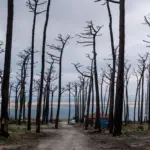 Mégafeu en Gironde : conséquences pour la forêt et mesures des autorités locales.
