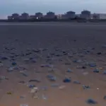 Invasion de méduses paralyse un réacteur de la centrale nucléaire de Gravelines.