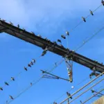 Dordogne : Un pigeon provoque un incendie détruisant 2,5 hectares de végétation