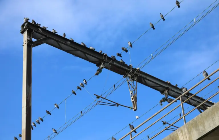 Dordogne : Un pigeon provoque un incendie détruisant 2,5 hectares de végétation