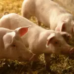 Côtes-d’Armor : L214 signale plus de 300 porcs morts dans un élevage, enquête en cours.