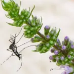Nouveaux cas de Chikungunya et dengue signalés dans le sud de la France