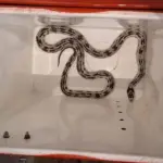 Un serpent de Californie découvert sous les chaises d&rsquo;un restaurant à Lyon