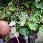Vendanges précoces en Bordeaux, Champagne et Beaujolais, une première historique.