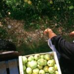 Saisonniers agricoles : FO dénonce l&rsquo;exploitation des travailleurs en France.