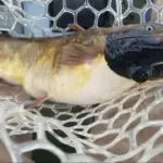 Un cancer contagieux identifié chez une espèce de poisson-chat en Amérique du Sud.