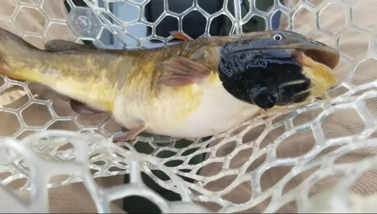 Un cancer contagieux identifié chez une espèce de poisson-chat en Amérique du Sud.