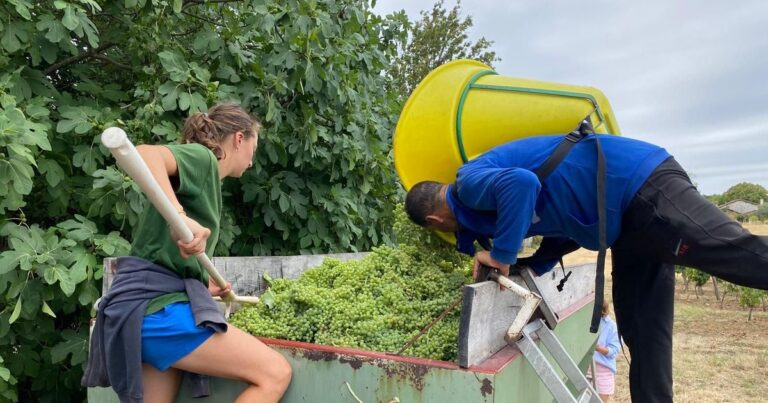 Les vendanges et la récolte du verjus débutent précocement en Dordogne.