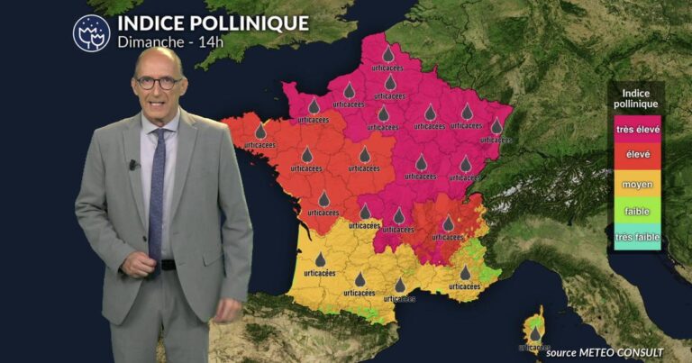 Canicule et orages : risque d’asthme pollinique élevé dans l’Est avec chêne et urticacées