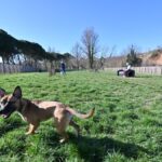 Ramonville-Saint-Agne sollicite les habitants pour concevoir des caniparcs.