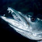 Une adolescente de 13 ans attaquée par un barracuda en faisant le poirier dans l’eau.