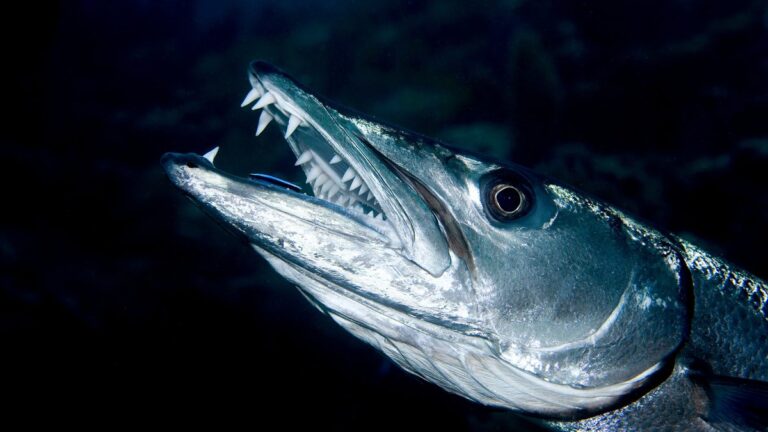 Une adolescente de 13 ans attaquée par un barracuda en faisant le poirier dans l’eau.