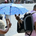 Vigilance orange canicule : 20 départements, dont le Var, concernés ce lundi.