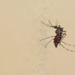 Canicule et faible pluviométrie favorisent la prolifération des moustiques en Haute-Garonne