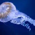 Les méduses, étudiées par des chercheurs, améliorent la recherche médicale et l’écosystème océanique.