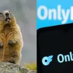 Des chercheurs américains financent leurs études sur les marmottes via OnlyFans.