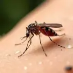 Les facteurs attirant les moustiques chez certaines personnes et les méthodes de répulsion.