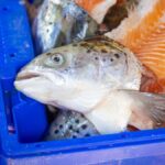 Mégaferme de saumons en France : 250 emplois créés, projet controversé validé.