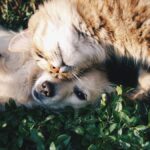 Ventes de chiens et chats interdites en animalerie, amende portée à 1 500 euros