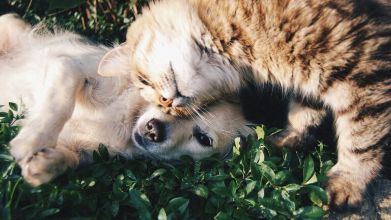 Ventes de chiens et chats interdites en animalerie, amende portée à 1 500 euros