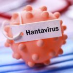 Hantavirus : un touriste malade après un séjour en France, enquête en cours