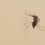 Chikungunya confirmé près de Toulouse, démoustication prévue à Cugnaux.