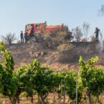 Incendies : la fumée altère les arômes du vin, question de vendanges en France