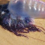 Fermeture de plages en France en raison de la présence de physalies et de leurs piqûres.