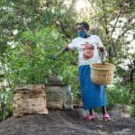 Les pays africains mobilisent des actions pour lutter contre la crise de la biodiversité.