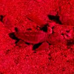 Plus de 20 bébés tortues émergent et rejoignent la mer à Saint-Raphaël.