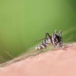 Dengue : le moustique tigre menace une large partie de la France selon des chercheurs.