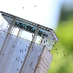 Chikungunya : opération de démoustication dans le Tarn après un cas importé de Moustique tigre