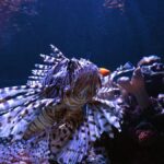 Méditerranée : prolifération d&rsquo;espèces envahissantes toutes les deux semaines.