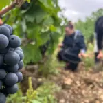 Dérèglement climatique : les vendanges débutent plus tôt en France cette année.