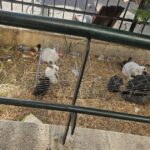 Des dealers de Marseille offrent des lapins vivants à leurs clients dans un acte controversé.