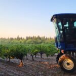 Les vendanges débutent dans le Gard rhodanien, marquées par une précocité notable.