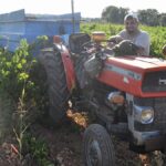 Le Muscat de Lunel face à des vendanges précoces et leurs conséquences sur la production.