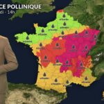 Alerte pollen : l&rsquo;ambroisie atteint des niveaux critiques dans l&rsquo;est de la France.