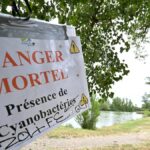Alerte cyanobactéries : présence confirmée dans un plan d&rsquo;eau de l&rsquo;ouest du Tarn