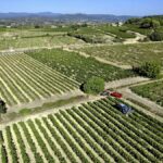 Les vignerons des Cévennes comptent sur la pluie pour sauver une récolte en jus limitée.