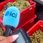 Les vendanges à Bellet commencent quinze jours plus tôt que prévu à Nice.